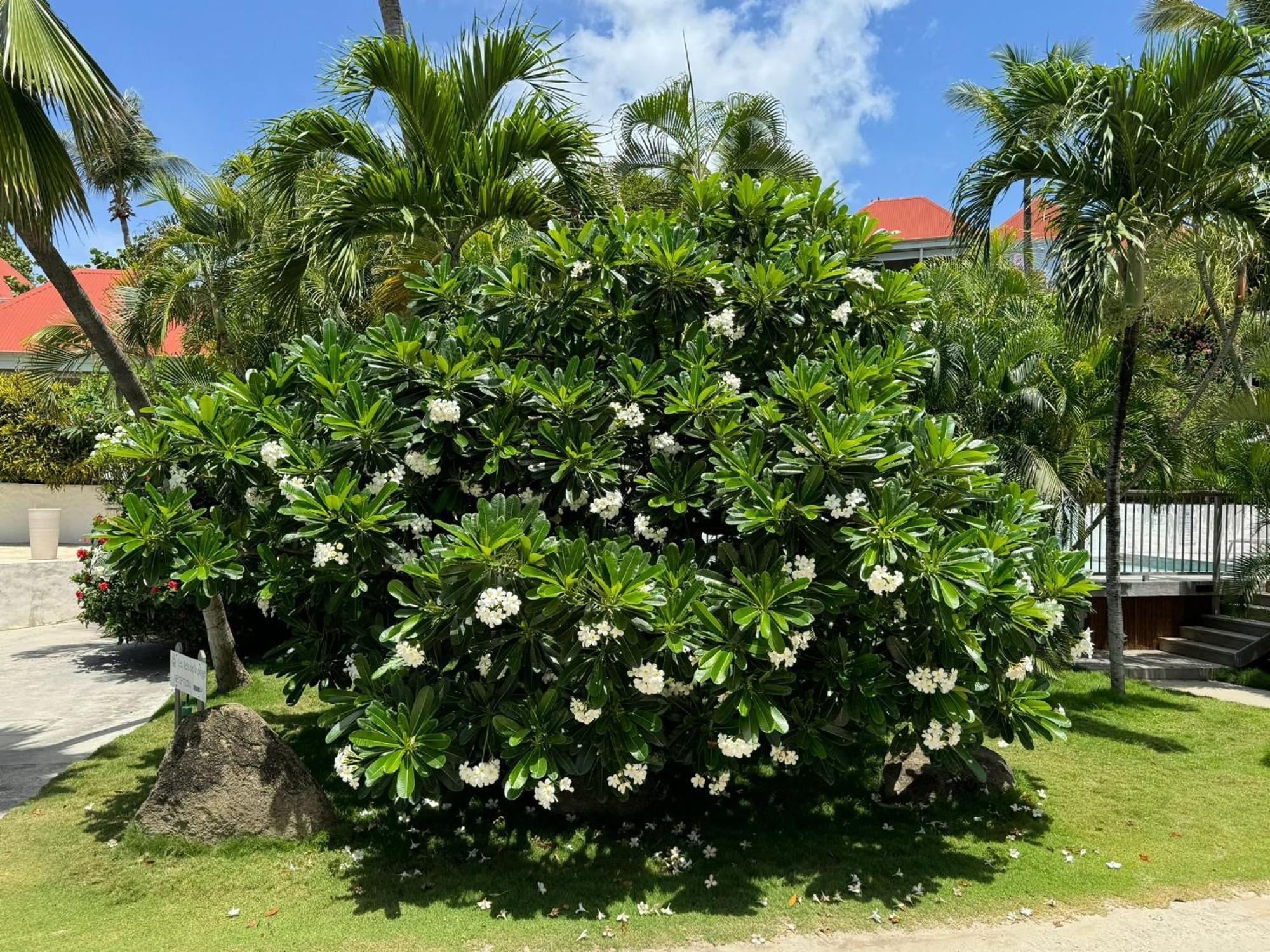 Les Ilets De La Plage กุสตาเวีย ภายนอก รูปภาพ